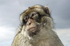 baboon-50866__340