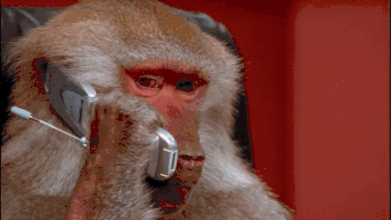 monkey on phone