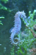 seahorse-62072__180