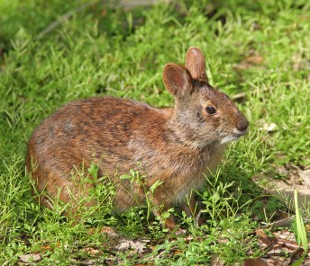 Marsh_Rabbit