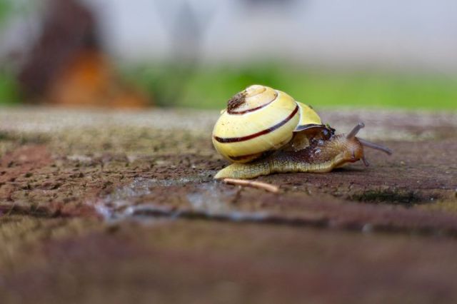 snail-1568159__480